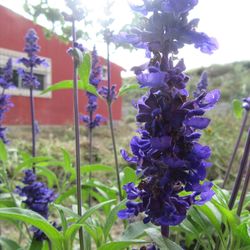 Close-up of purple flowering plants