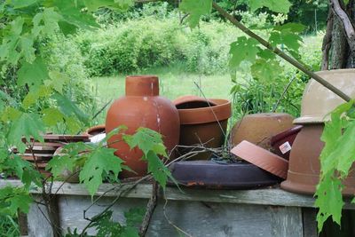 Close-up of potted plants in greenhouse