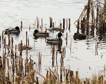 High angle view of ducks swimming in lake