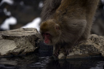 Close-up of monkey drinking water