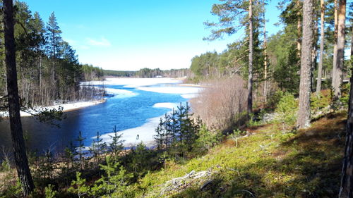 Scenic view of river amidst trees against sky