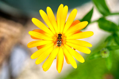 Close-up of bee pollinating flower