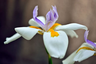 Close-up of white iris