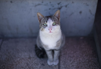 Portrait of cat