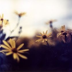 Close-up of flowers blooming outdoors