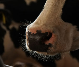 Detail shot of a cow