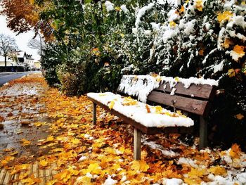 Fallen leaves on tree stump