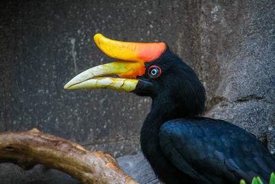Close-up of hornbill perching on branch against wall