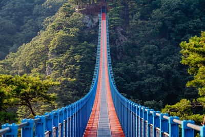 Footbridge amidst trees in forest