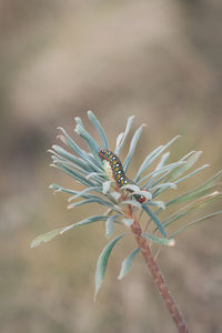 Close-up of insect