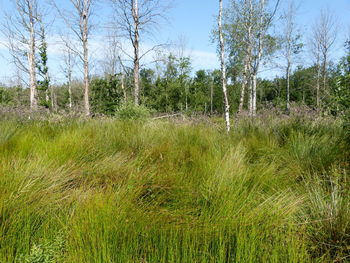 Scenic view of forest against sky