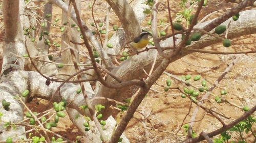 Close-up of lizard on tree in forest