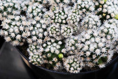 Close-up of succulent plant in pot