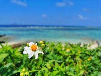 Close-up of flowering plant by sea against sky