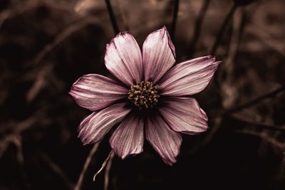 Close-up of pink flower