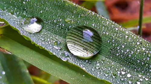 Close-up of wet leaf