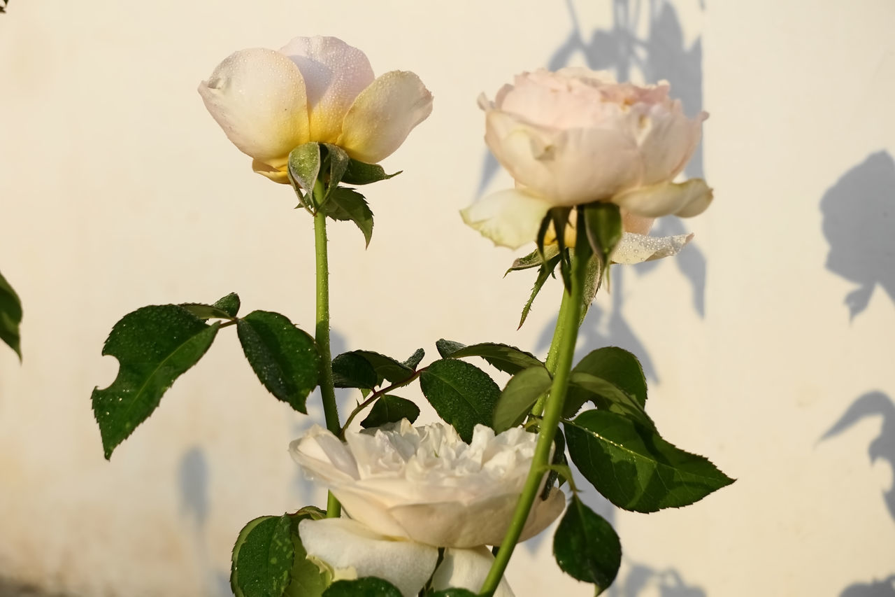 CLOSE-UP OF WHITE ROSE ON PLANT