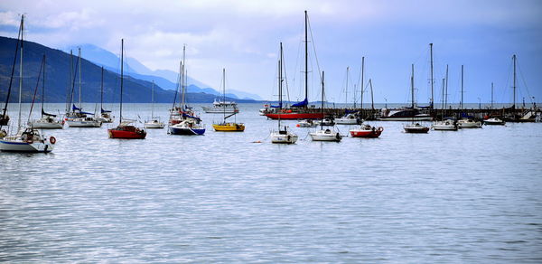 Sailboats moored in harbor