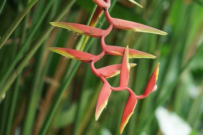 Close-up of red flowers