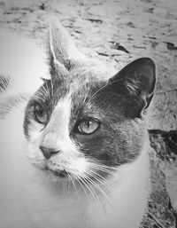 Close-up portrait of cat