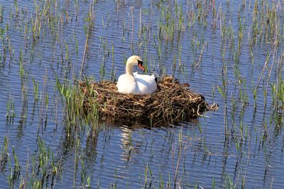 Swan lying in a nest. 