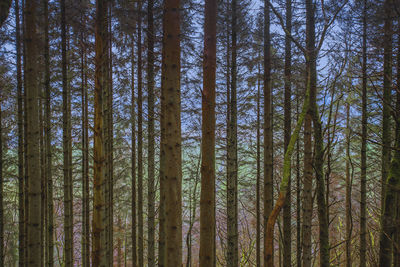 Pine trees in forest against sky