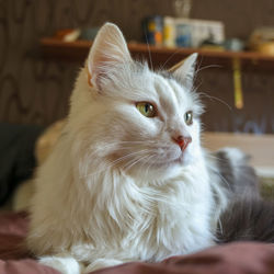 Close-up of a cat looking away