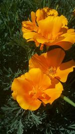 Close-up of yellow flower