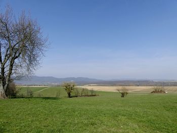 Scenic view of field against clear sky