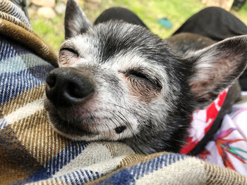 Close-up of dog sleeping