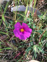 High angle view of pink flower on land