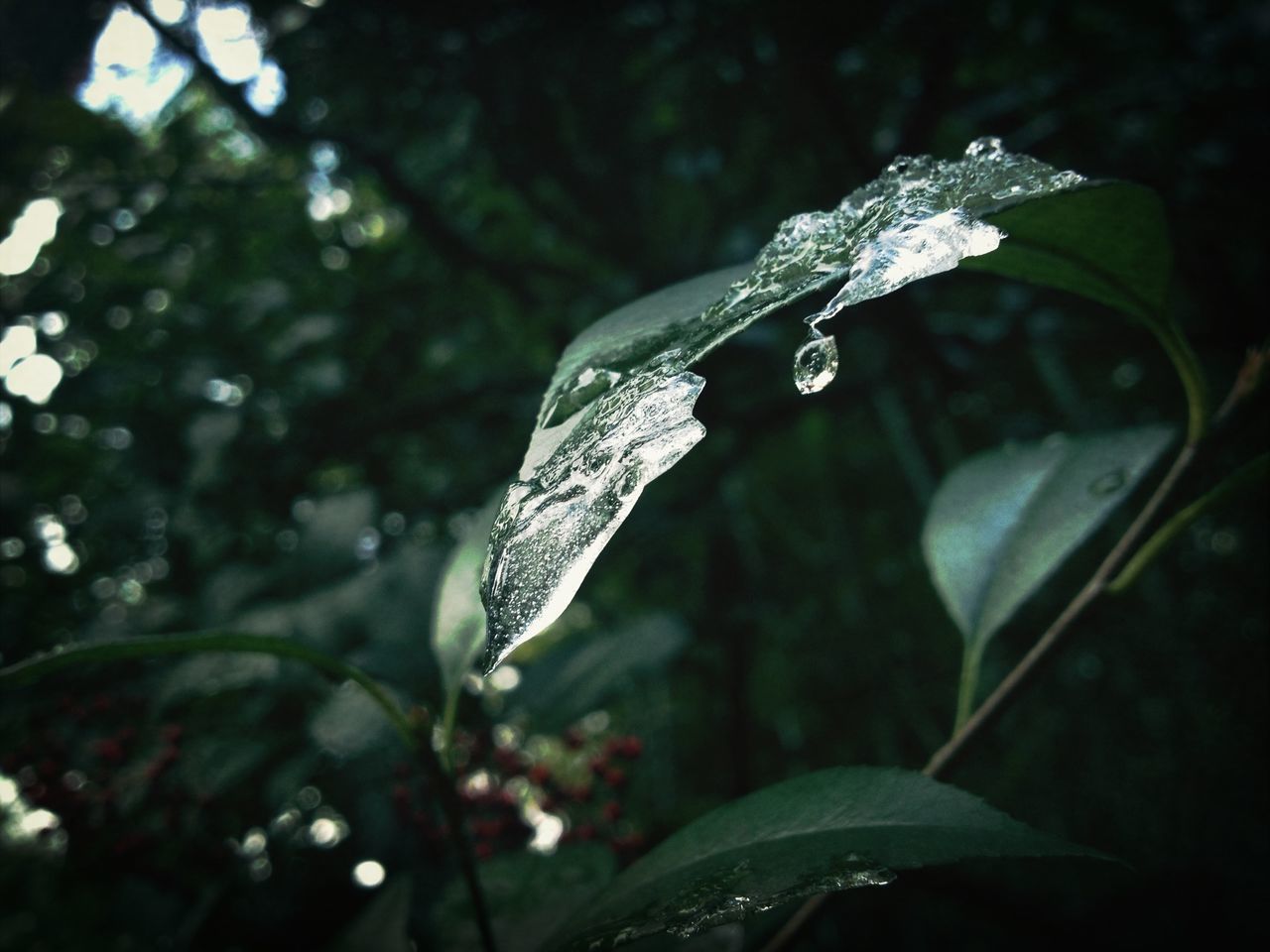 drop, focus on foreground, close-up, leaf, growth, nature, wet, plant, freshness, beauty in nature, water, dew, selective focus, fragility, raindrop, green color, branch, day, tranquility, outdoors