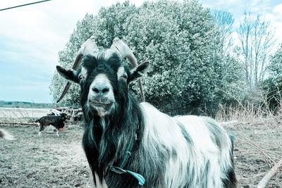 Portrait of horse standing on field