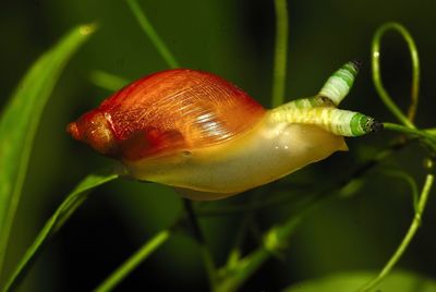 Close-up of snail on plant