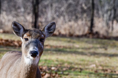 Portrait of deer on field