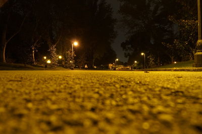 Surface level of illuminated trees at night