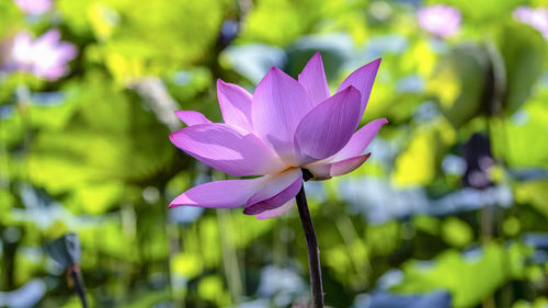 Close-up of pink water lily