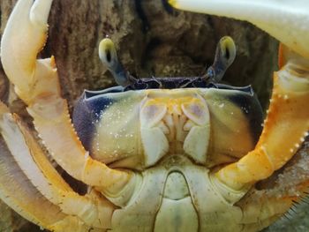 Close-up of crab