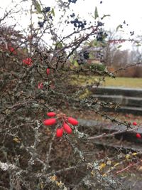 Close-up of red flowers growing on tree