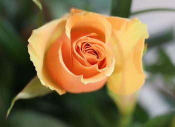 Close-up of rose against blurred background
