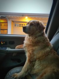 Close-up of dog sitting in car