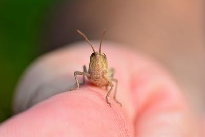 Grasshopper in human hand