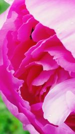 Close-up of pink rose flower