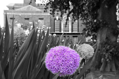 Close-up of pink flowering plant against building