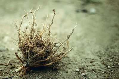 Close-up of dead plant on land