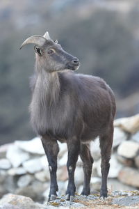 animal