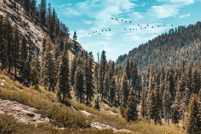 Valley view sequoia national park california dreamin