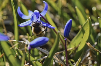 Close-up of bee pollinating on purple flower