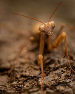 Close-up of insect on land