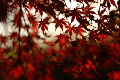 Beautiful autumn in japan